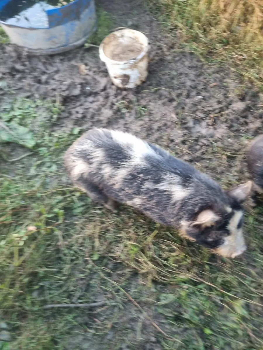 Kune kune piglets - Image 2
