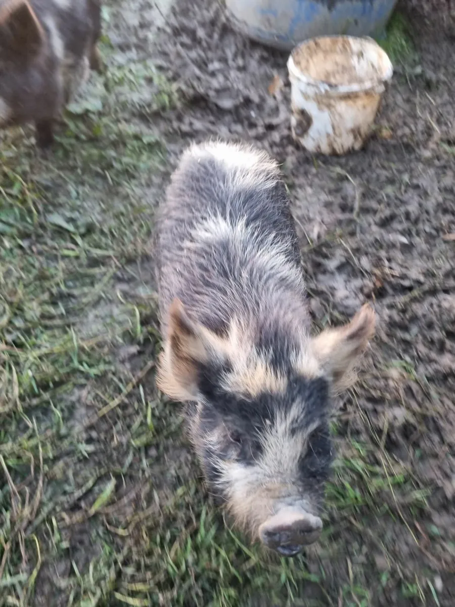 Kune kune piglets - Image 3