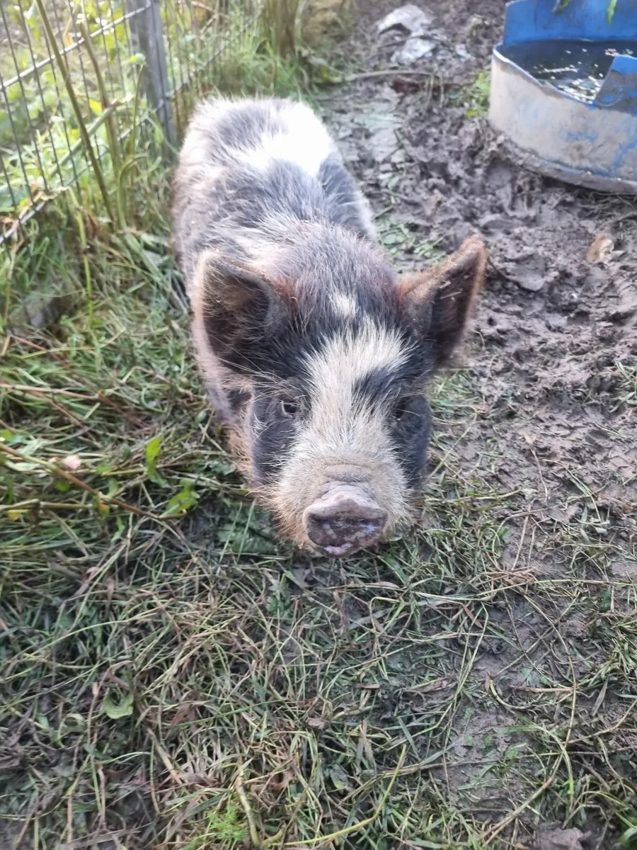 Kune kune piglets - Image 4