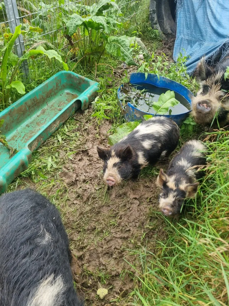 Kune kune piglets - Image 1