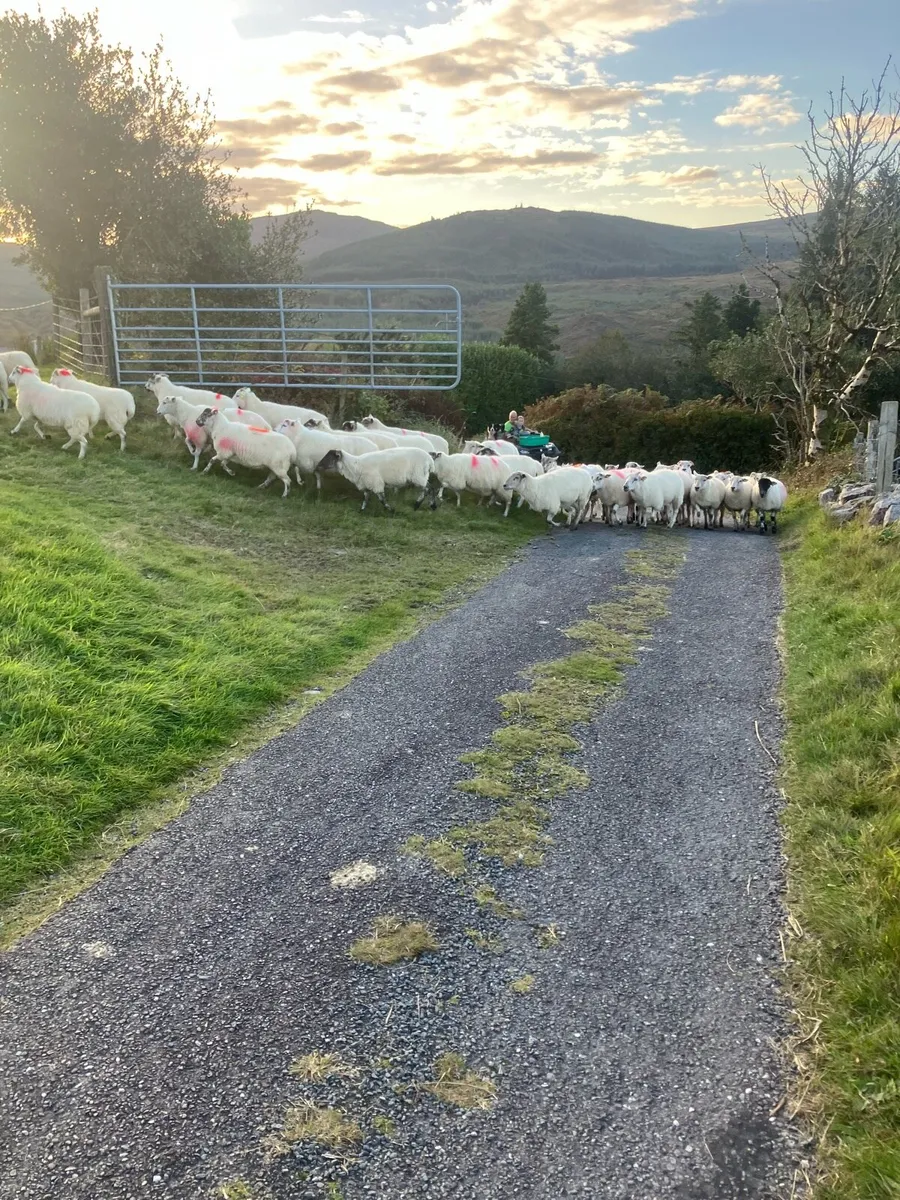 Organic Hoggets @ macroom mart Thur evening sale - Image 2