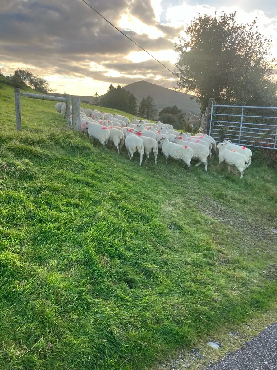 Organic Hoggets @ macroom mart Thur evening sale - Image 1