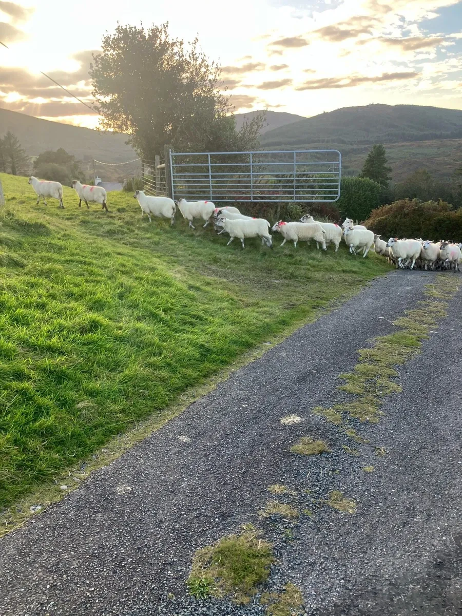 Organic Hoggets @ macroom mart Thur evening sale - Image 3