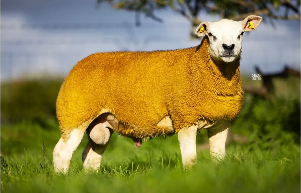Pedigree Texel ram lambs - SIS eligible - Image 1