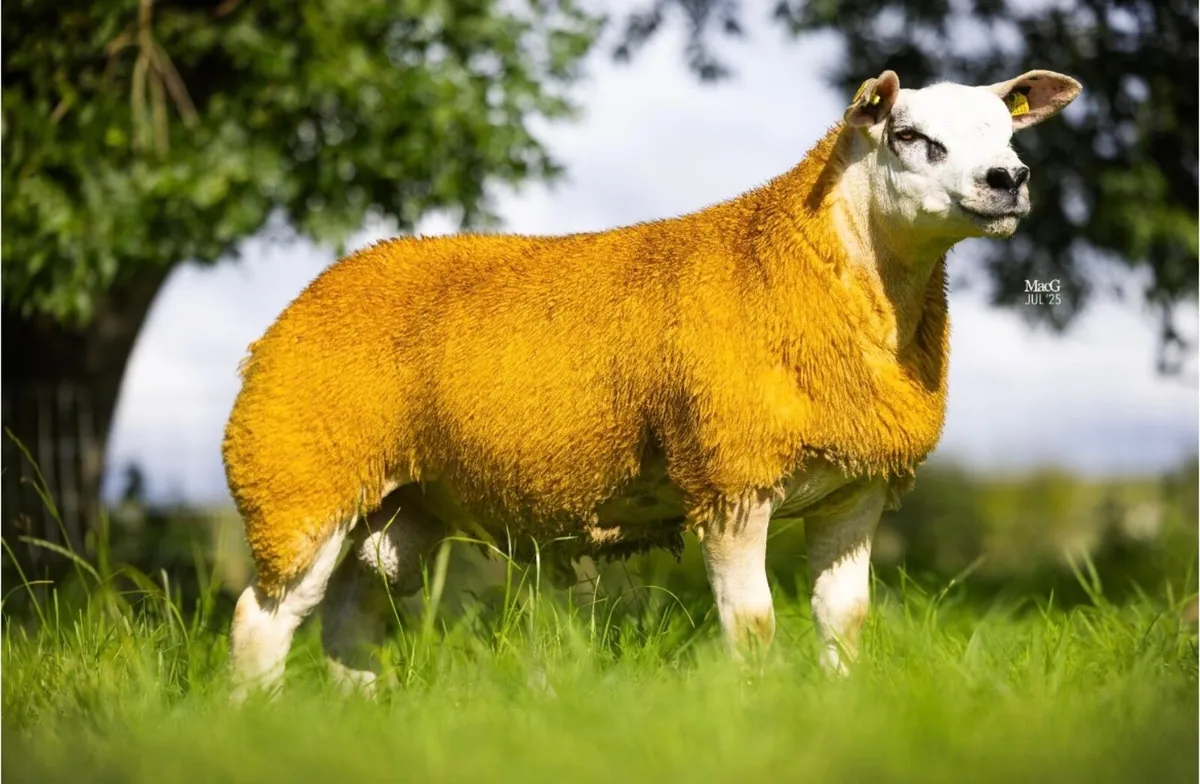 Pedigree Texel ram lambs - SIS eligible - Image 2