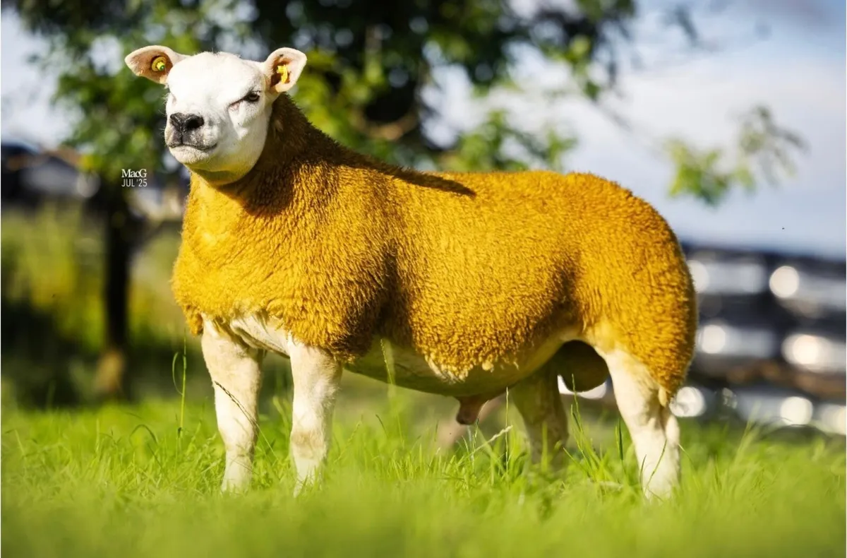 Pedigree Texel ram lambs - SIS eligible - Image 3