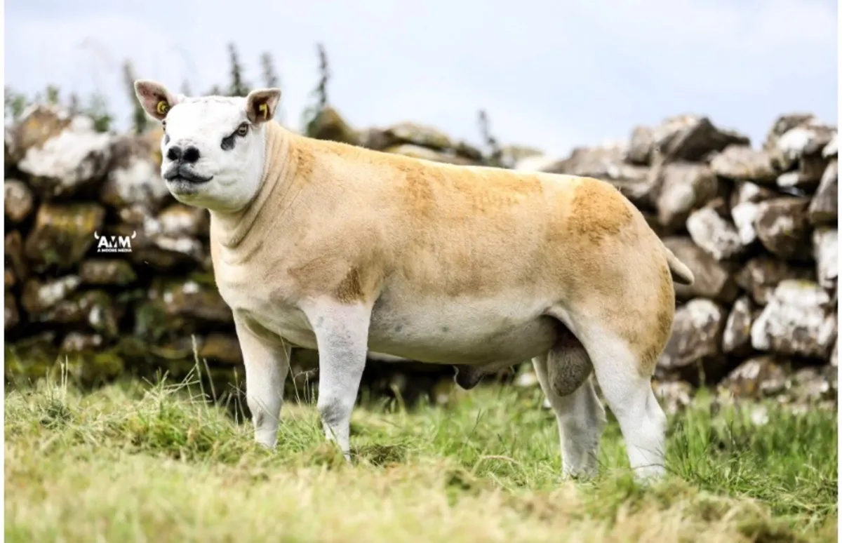 Pedigree Texel ram lambs - SIS eligible - Image 4