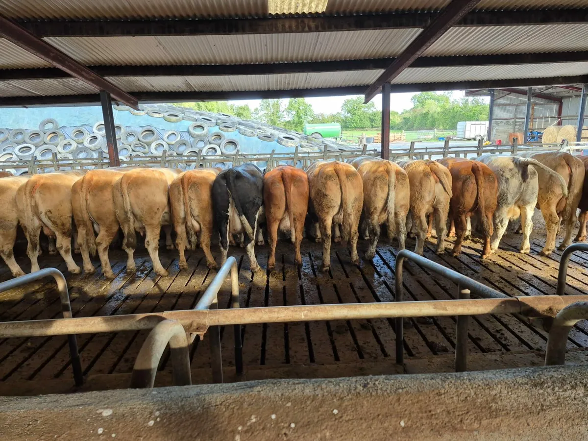 20 Weanling bulls - Image 2