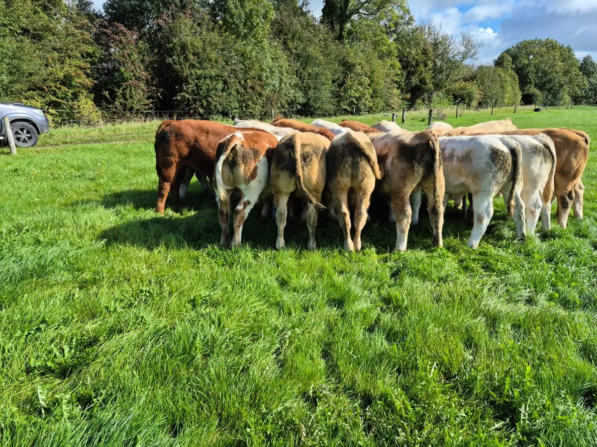 20 Weanling bulls - Image 1