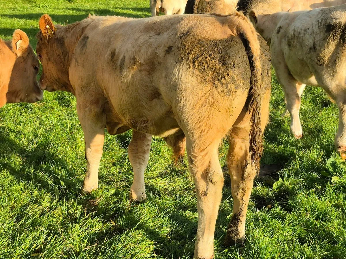 20 Weanling bulls - Image 4
