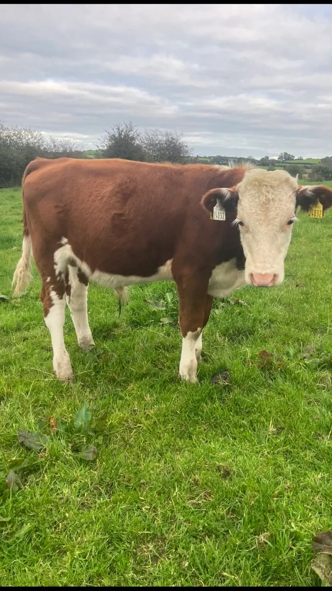 Bull weanlings - Image 1