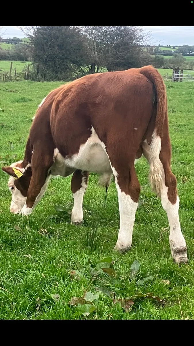 Bull weanlings - Image 2