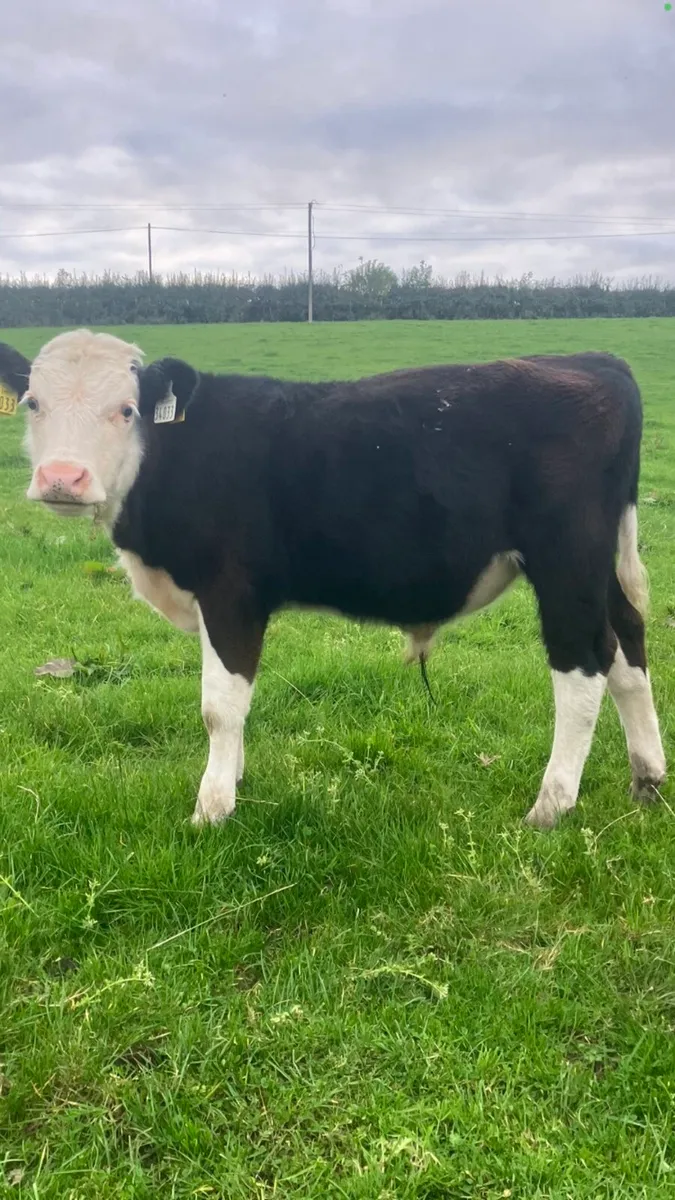 Bull weanlings - Image 3
