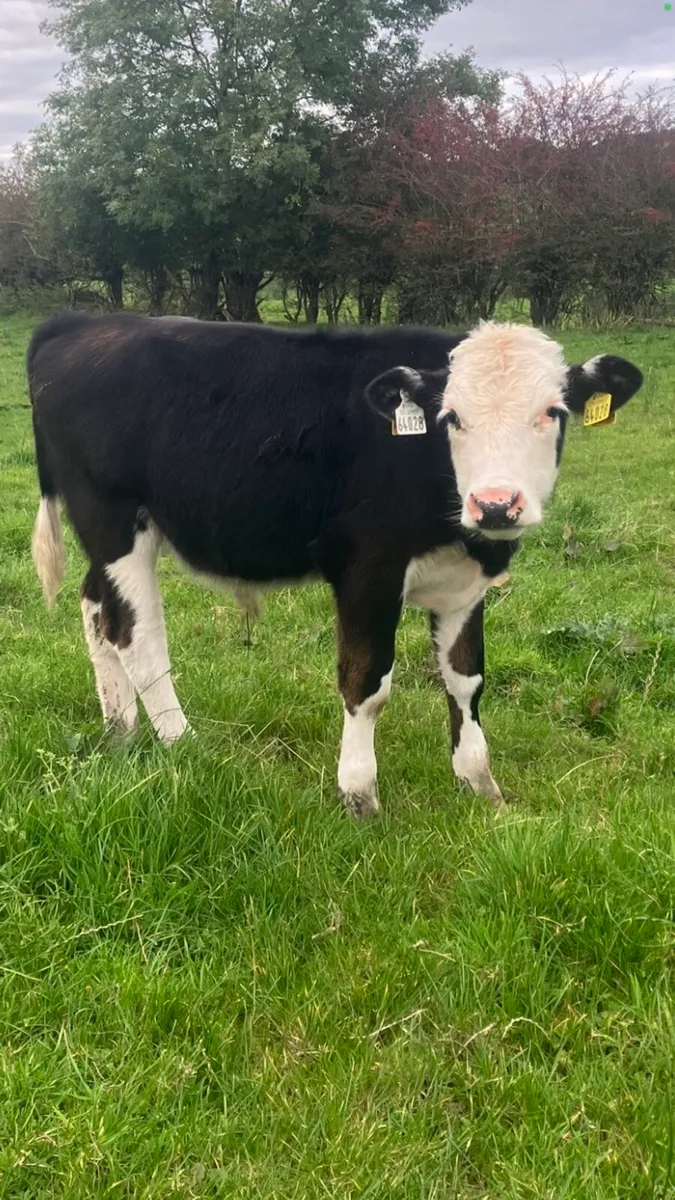 Bull weanlings - Image 4