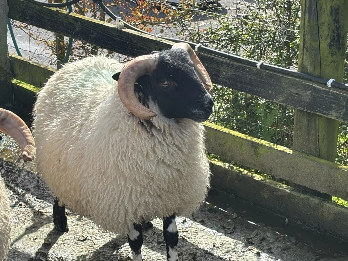 SIS Lanark Ram lambs - Image 1