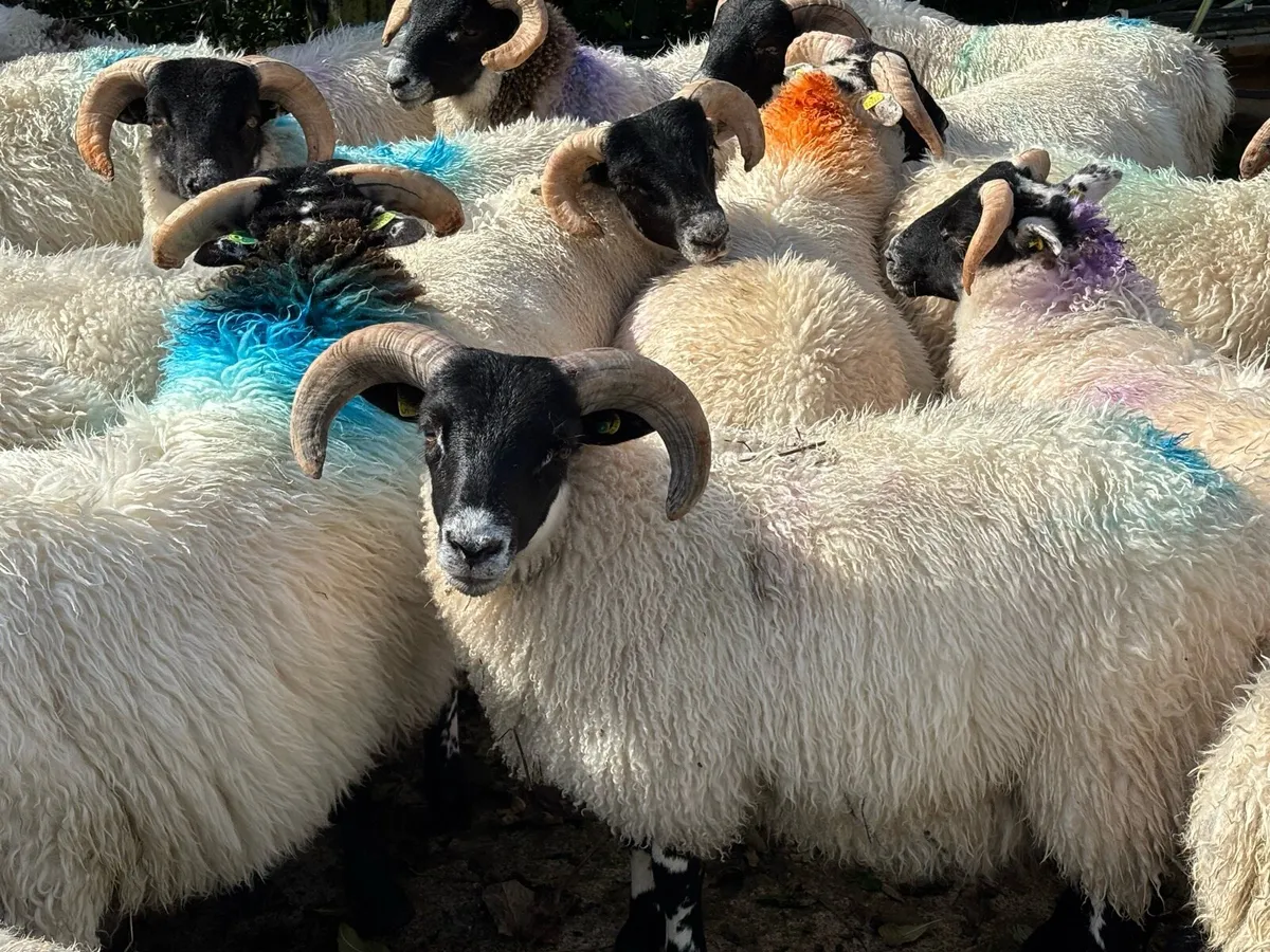SIS Lanark Ram lambs - Image 3