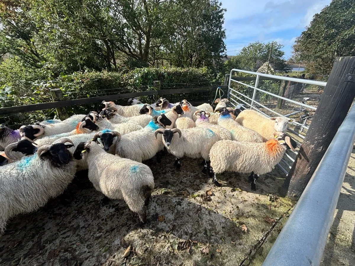 SIS Lanark Ram lambs - Image 4