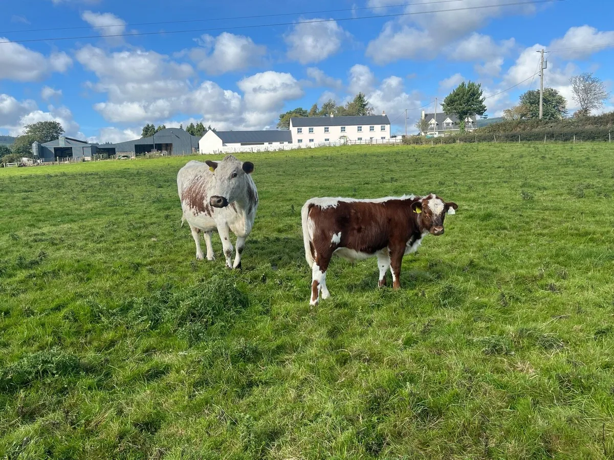 Pedigree Irish Moiled Cow with Bull calf at foot - Image 1