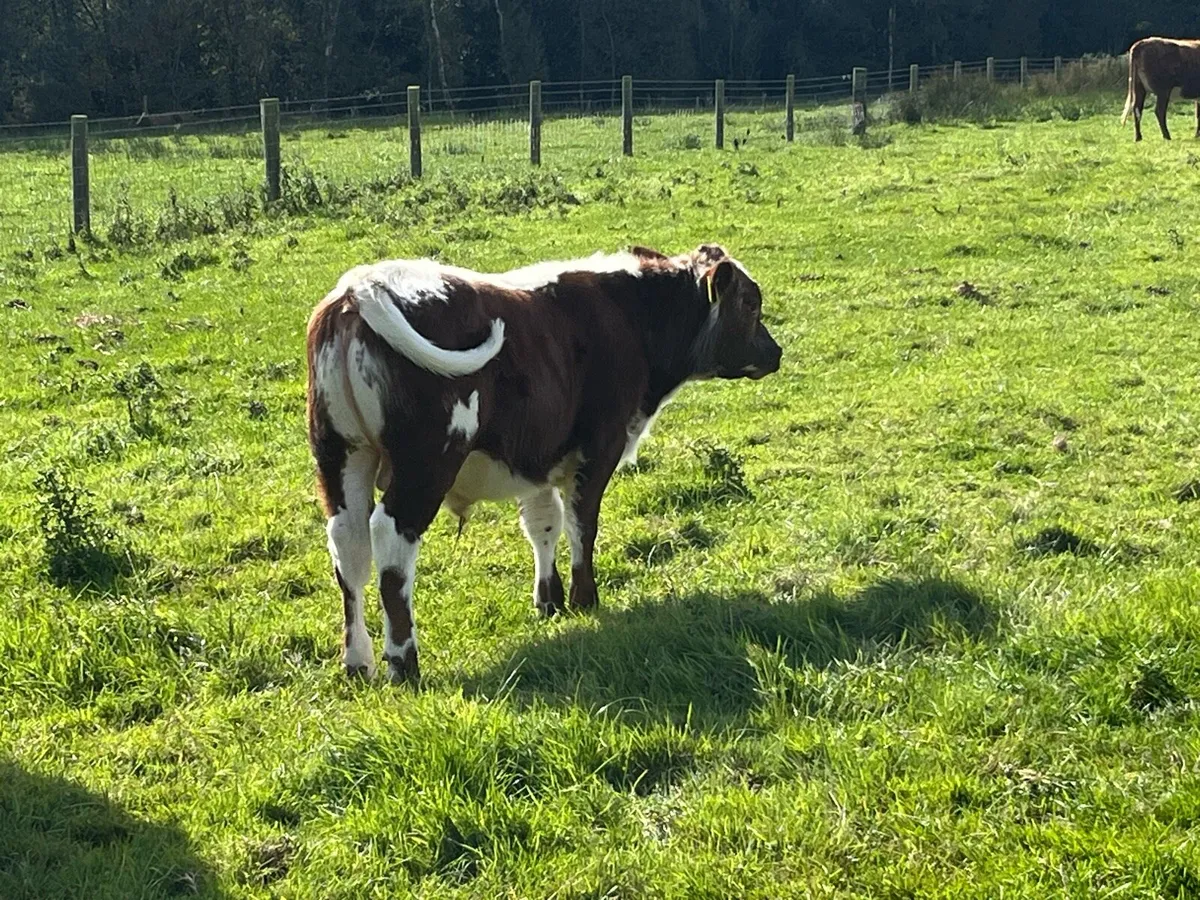 Pedigree Irish Moiled Cow with Bull calf at foot - Image 2