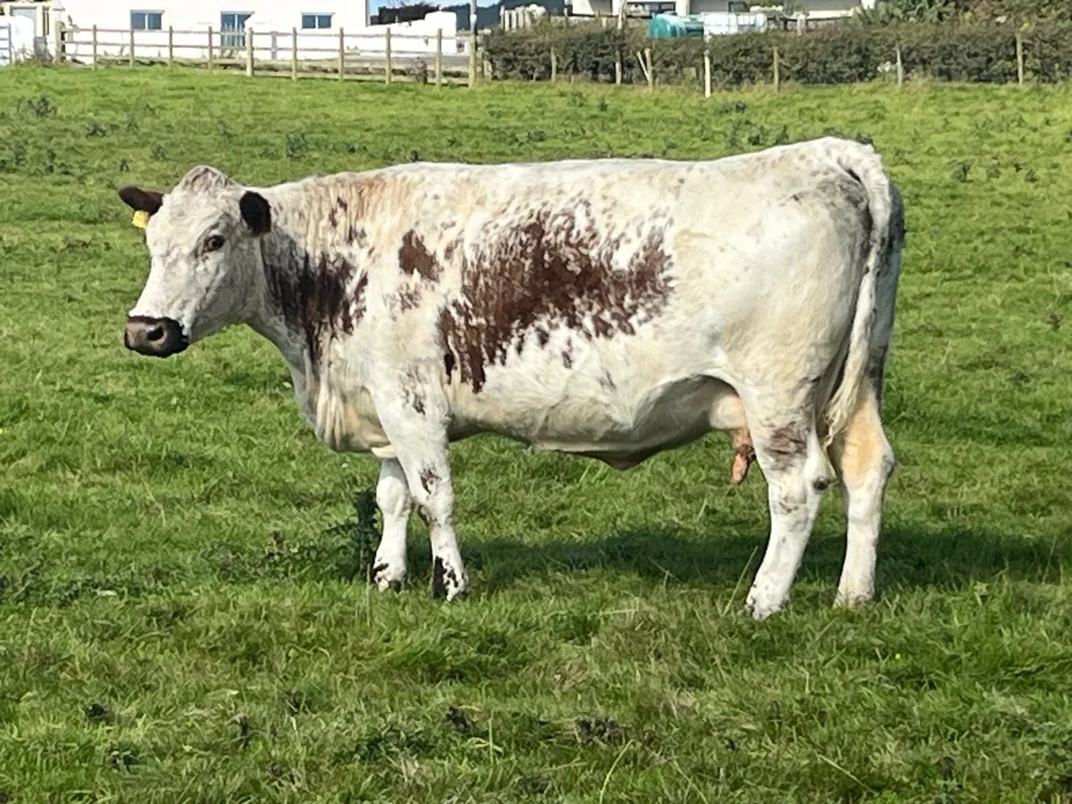 Pedigree Irish Moiled Cow with Bull calf at foot - Image 3