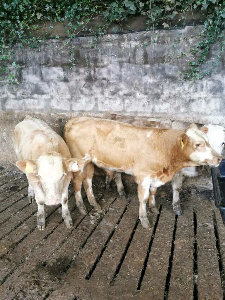 3 Charolais bull weanlings - Image 1