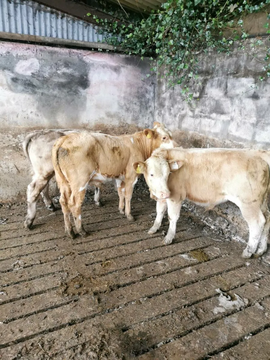 3 Charolais bull weanlings - Image 2