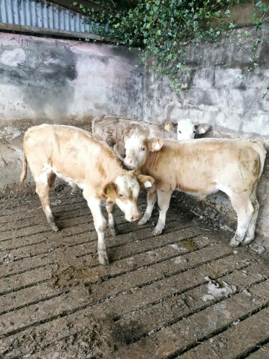 3 Charolais bull weanlings - Image 3