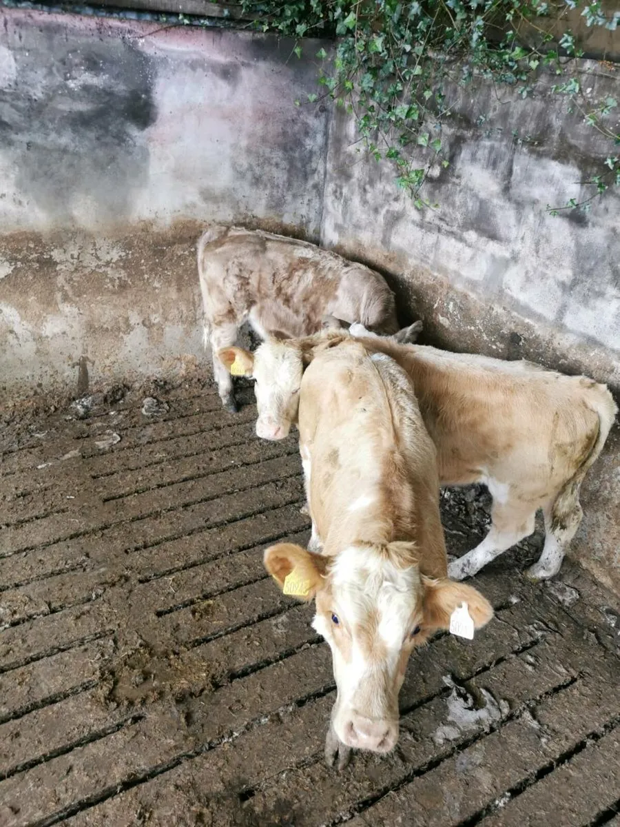 3 Charolais bull weanlings - Image 4
