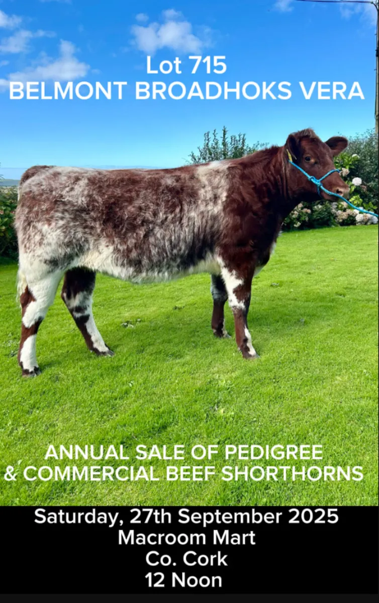 Pedigree Shorthorn Heifers - Image 2