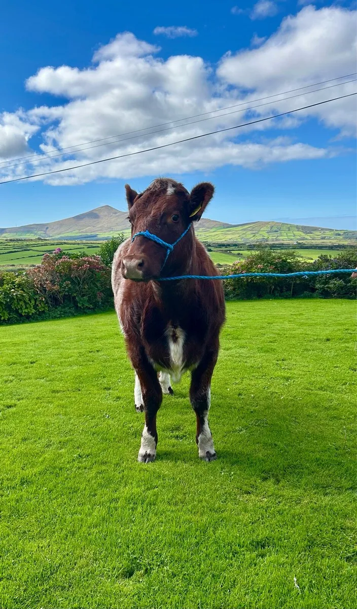 Pedigree Shorthorn Heifers - Image 4