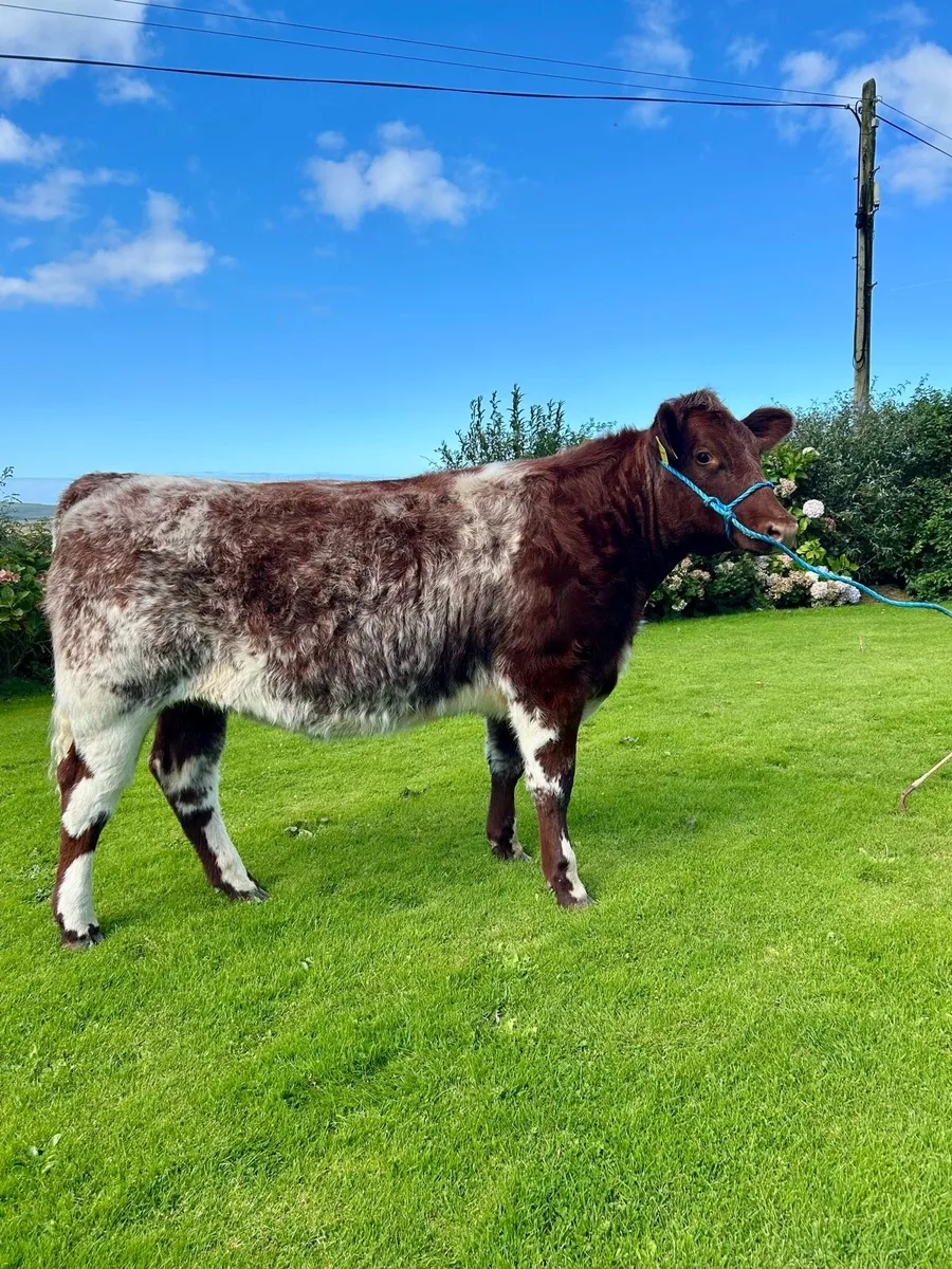Pedigree Shorthorn Heifers - Image 1