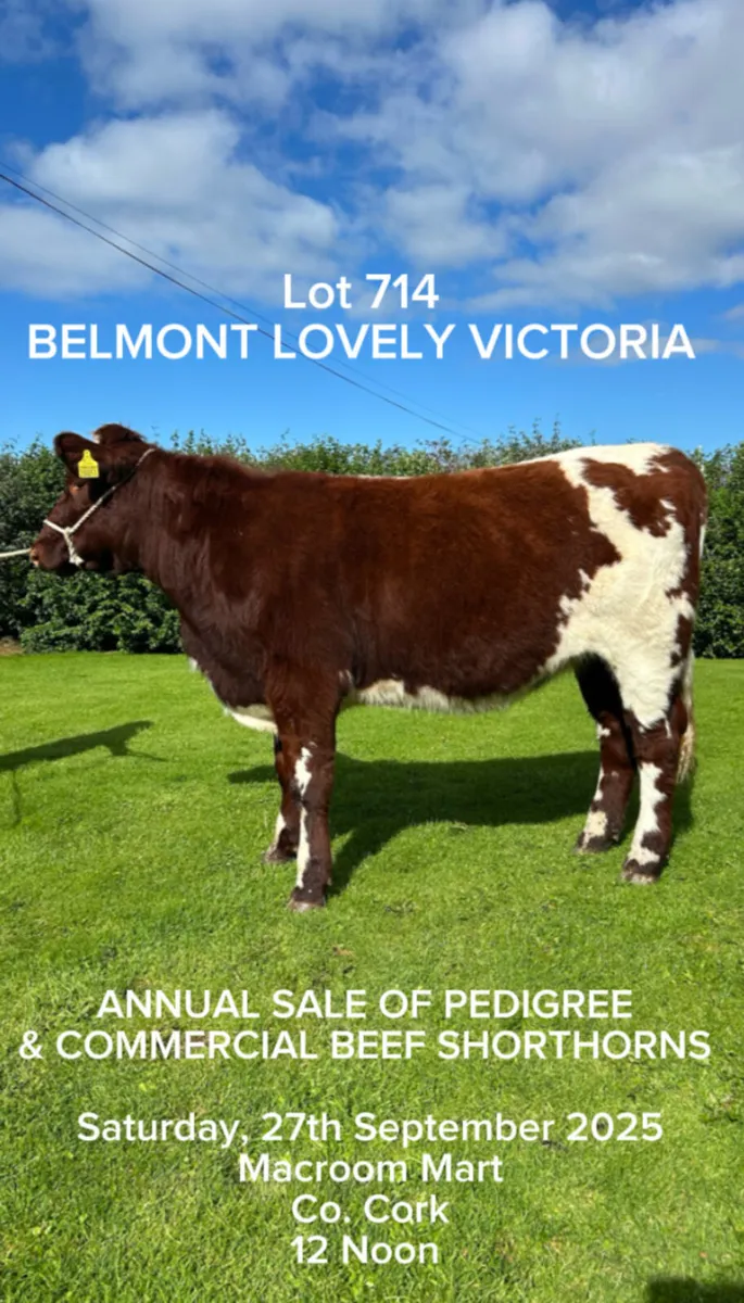 Pedigree Shorthorn Heifers - Image 3
