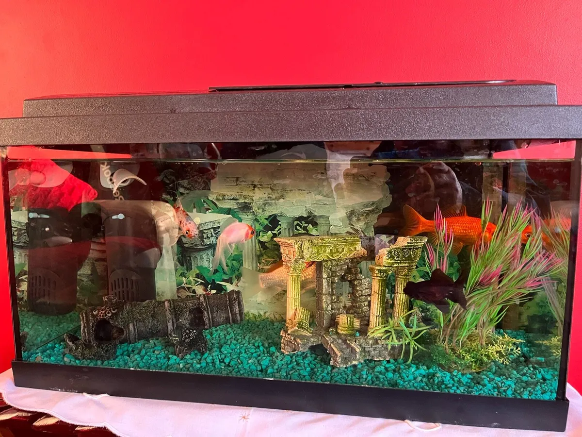 Fish - Image 1