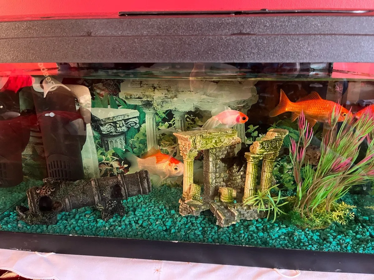 Fish - Image 2