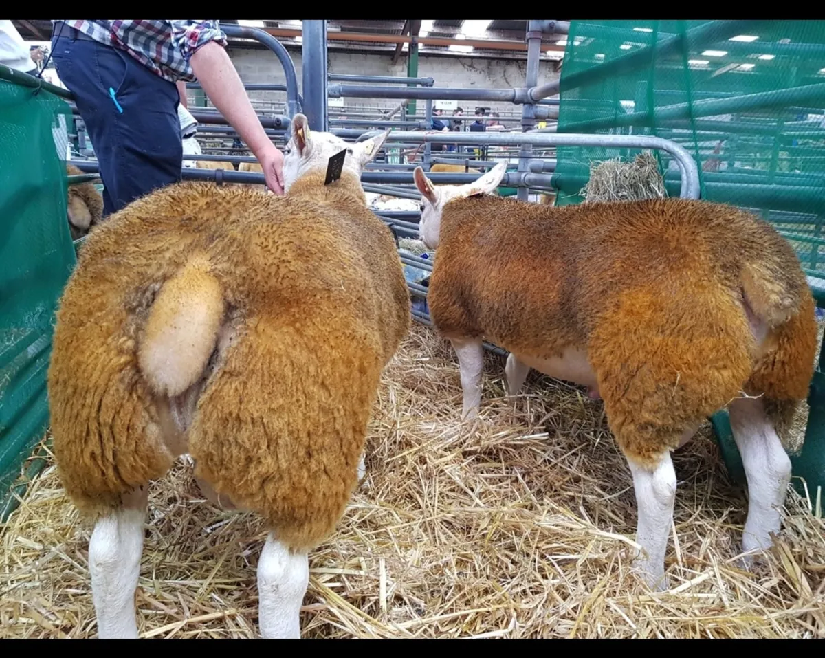 BIG MULTI BREED RAM SALE ATHENRY MART THIS FRIDAY