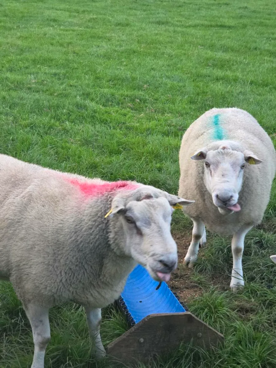 Belclare Rams - Image 2