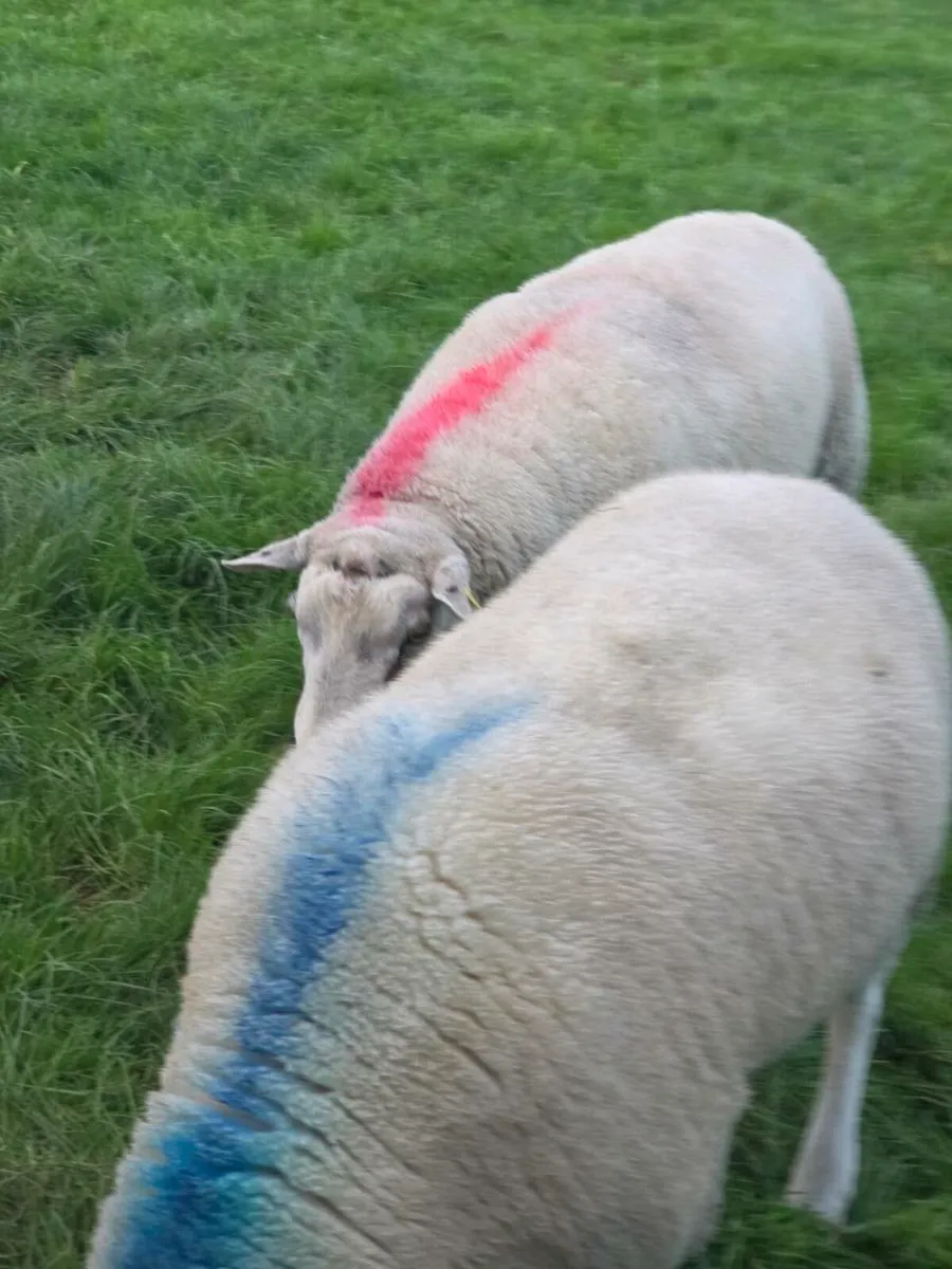 Belclare Rams - Image 3