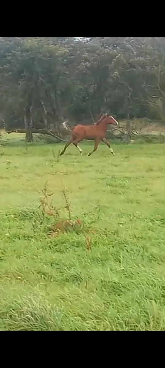 Colt Foal - Image 1