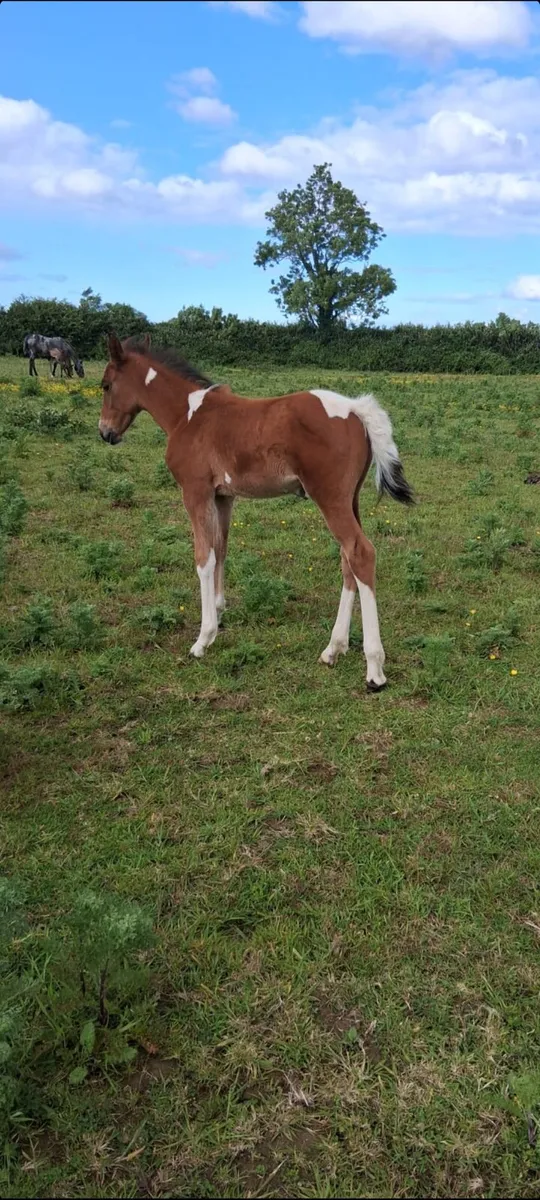 Half bread filly - Image 2