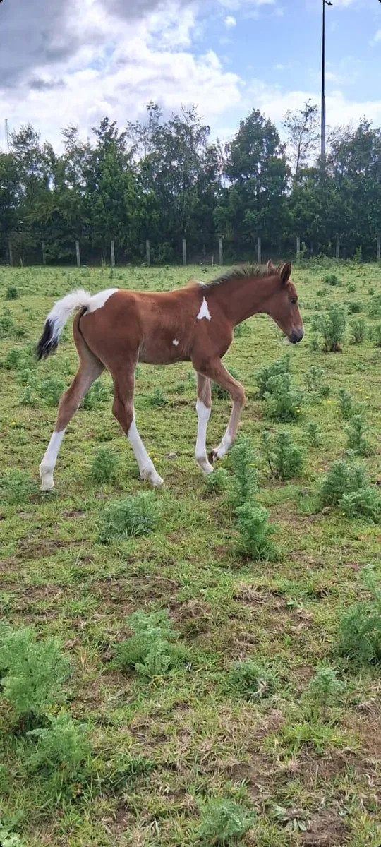 Half bread filly - Image 3