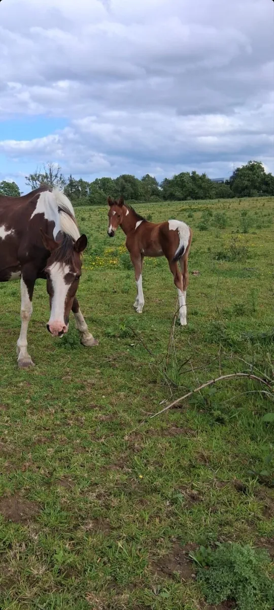 Half bread filly - Image 1