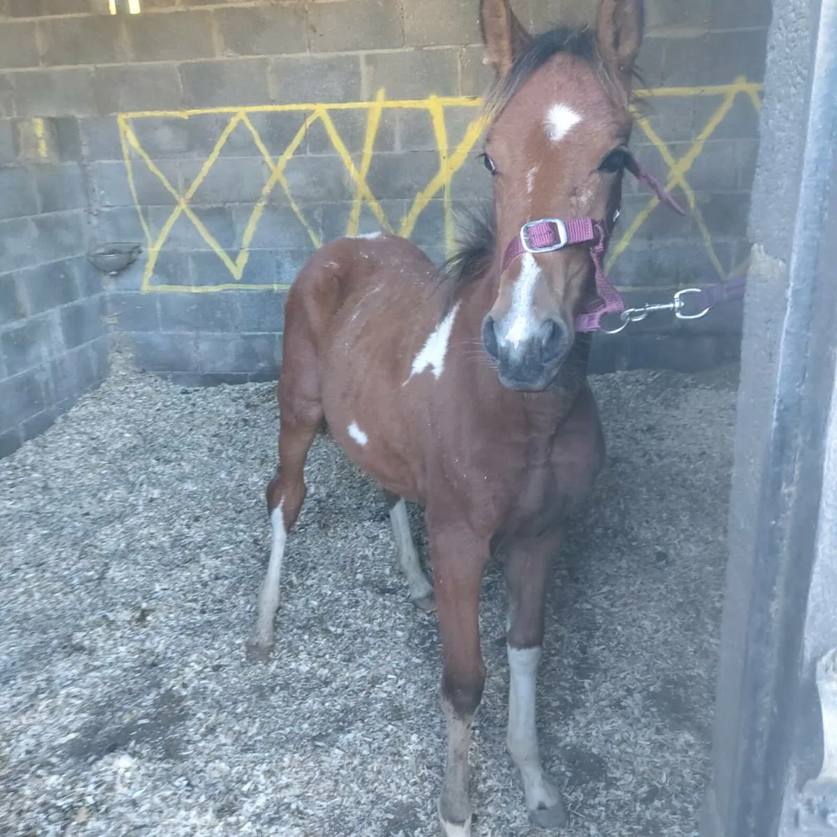 Half bread filly - Image 4