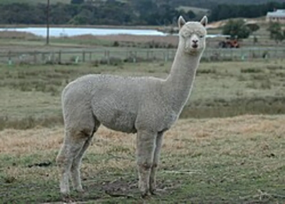 Alpaca (Male)