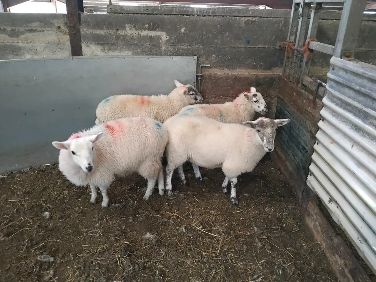 Ewe lambs. - Image 1
