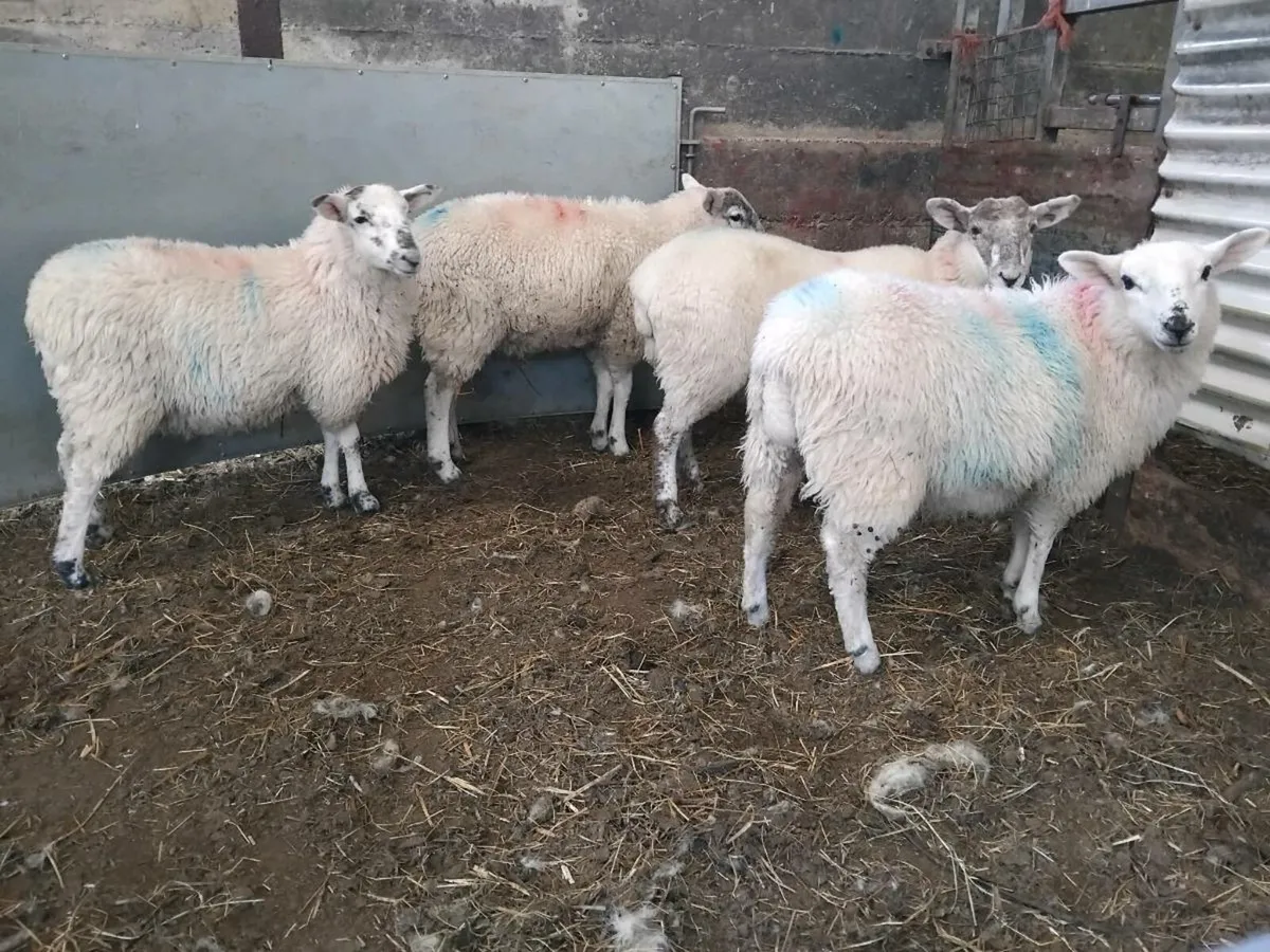 Ewe lambs. - Image 2