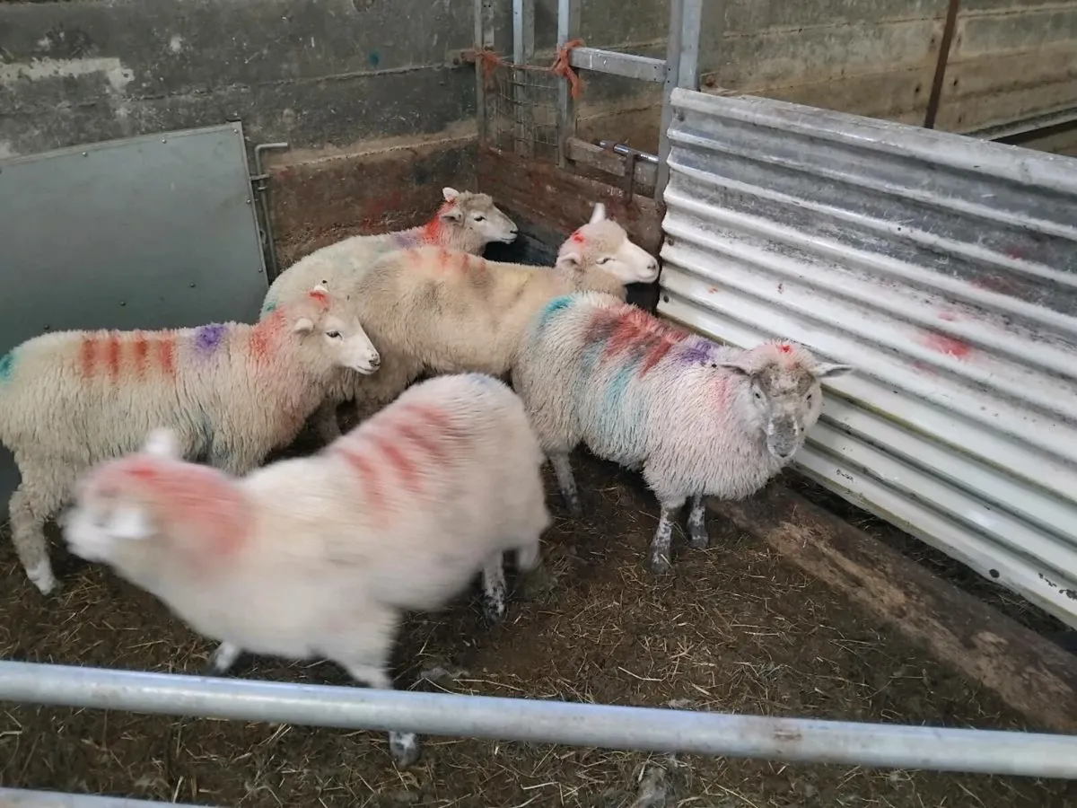 Ewe lambs. - Image 3