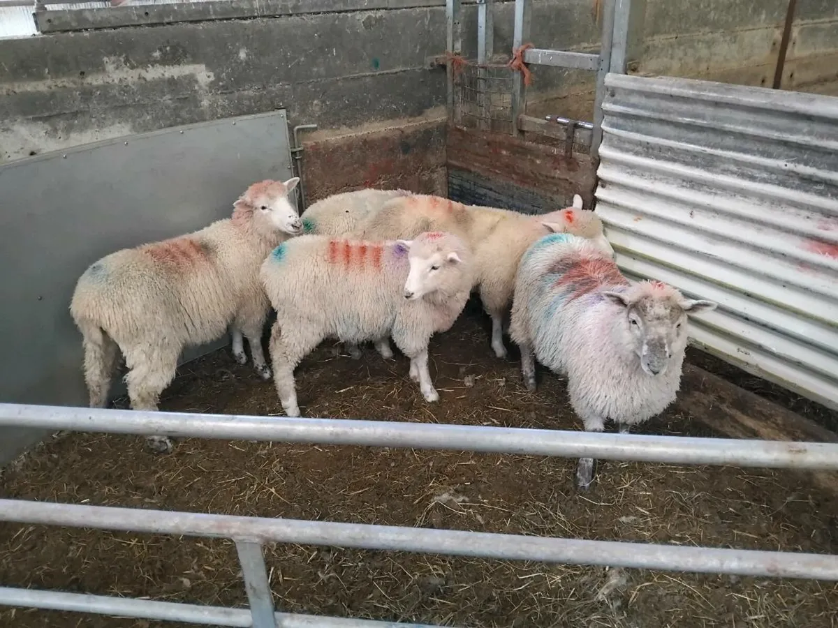 Ewe lambs. - Image 4