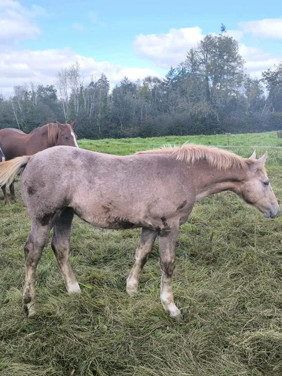 Super irish draught filly foal - Image 1