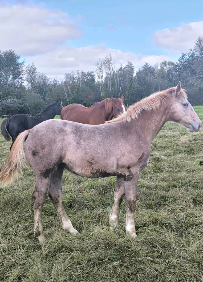 Super irish draught filly foal - Image 2