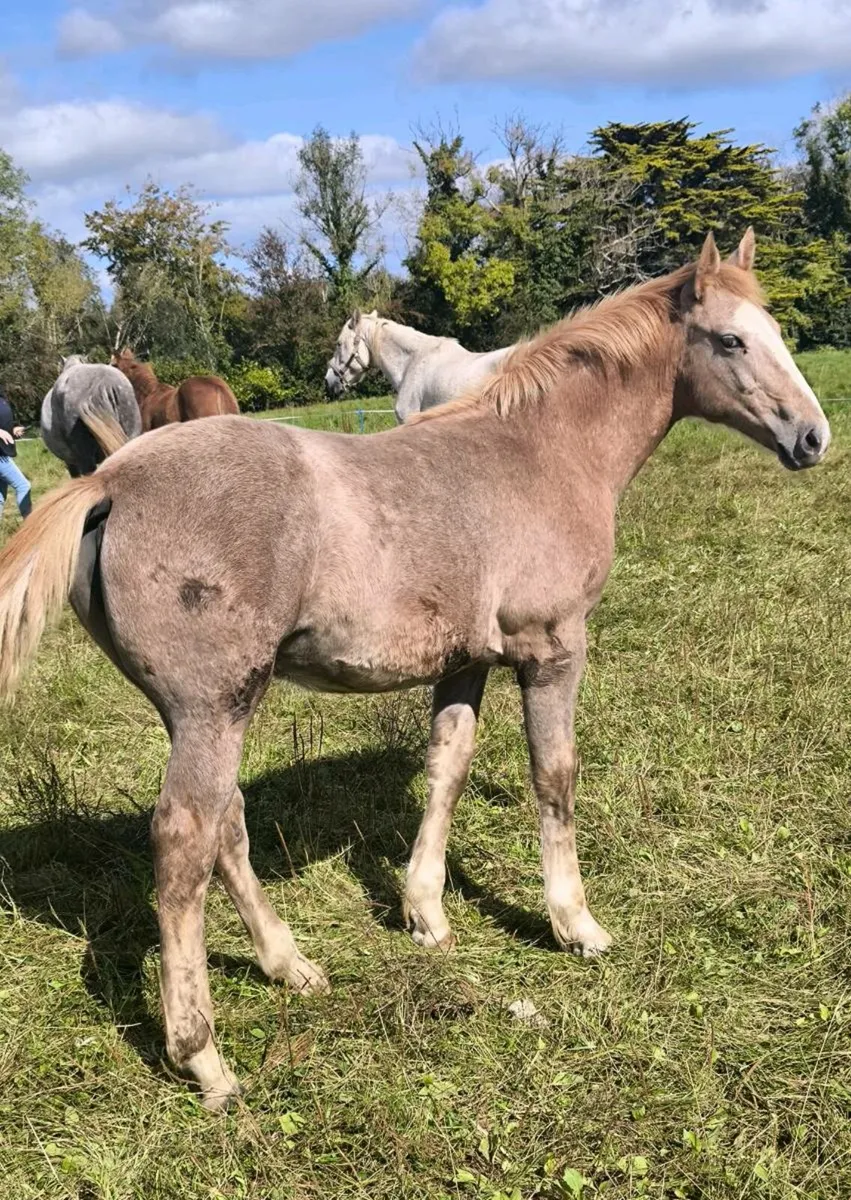Super irish draught filly foal - Image 3